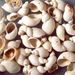 Succinea oblonga Draparnaud