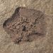 Stromatocystites pentangularis