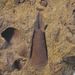 Hyolithes sp.
