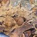 Skrejaspis spinosus