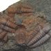 Ellipsocephalus hoffi