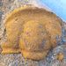 Ptychoparioides torifrons