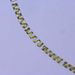 Spirogyra sp. LINK 1