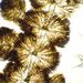 Batrachospermum sp. ROTH