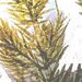 Draparnaldia cf. glomerata (VAUCHER) C. AGARDH 1