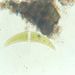 Closterium sp. NITZSCH ex RALFS 1