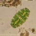 Euastrum cf. oblongum RALFS
