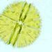 Micrasterias rotata1 (GREV.) RALFS