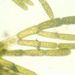Cladophora glomerata (L.) KÜTZ.