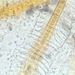 Plectonema sp. THUR. ex GOM.