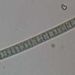Phormidium autumnale (AG.) GOMONT