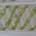 Spirogyra sp. LINK 2a