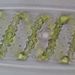 Spirogyra sp.LINK 2b