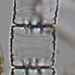 Diatoma mesodon (EHRENB.) KÜTZ.
