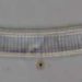 Eunotia bilunaris (EHRENB.) MILLS
