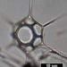 Distephanus speculum (EHRENBERG) HAECKEL