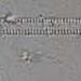 Fragilaria fasciculata (AG.) LANGE-BERTALOT