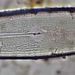 Neidium productum (W. SMITH) CLEVE