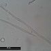 Nitzschia seriata CLEVE