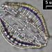 Rhopalodia cf. operculata (AGARDH.) HÅK.
