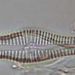 Gomphonema acuminatum EHRENB.