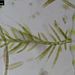 Draparnaldia cf. glomerata2a