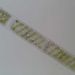 Spirogyra sp. LINK 2c