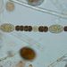Anabaena planctonica BRUNNTHALER