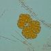 Botryococcus cf. braunii KÜTZ.