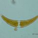 Closterium moniliferum BORY