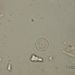 Cyclotella pseudostelligera HUSTED