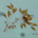 Cymbella sp. AGARDH