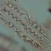 Entomoneis ornata (BAILEY) REIMER