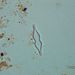 Fragilaria parasitica f. subconstricta GRUNOW