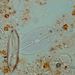 Navicula placenta EHRENBERG