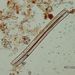 Nitzschia sigmoidea (NITZSCH) W. SMITH