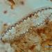 Surirella linearis var. constricta (GRUNOW) HUSTED