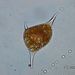 Tetradinium sp. KLEBS