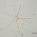 Asterionella formosa HASSALL