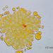 Botryococcus sp. KÜTZ.