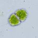 Cosmarium holmiense VINATZER