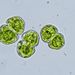 Cosmarium subcrenatum HANTZSCH
