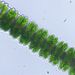 Desmidium swartzii (AG.)