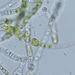 Draparnaldia mutabilis (ROTH) CEDERGREN