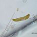 Euglena spirogyra EHRENBERG