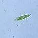 Euglena mucifera