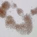 Microcystis aeruginosa (KÜTZING) KÜTZING