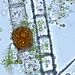 Oedogonium sp. LINK - oogonium
