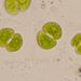 Cosmarium meneghinii (BRÉB.)