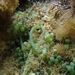 Caulerpa racemosa (FORSKÅL) J. AGARDH 1